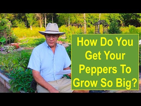 "How Do You Get Your Peppers to Grow So Big?" -- SUBSCRIBER Q/A - Garden Question Answered!
