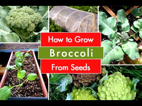 How To Grow Broccoli From Seed At Home (A Complete Step by Step Guide)