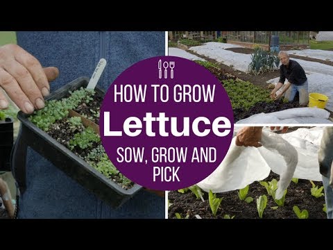 How to grow lettuce: sow, plant, protect plus the Charles Dowding picking method