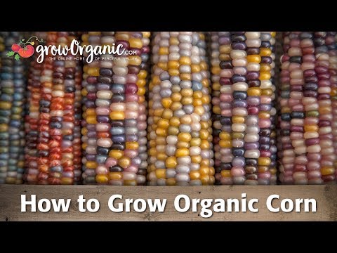 How to Grow Corn Organically