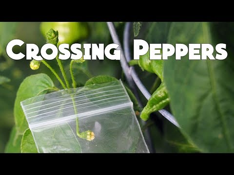 How to Cross Peppers