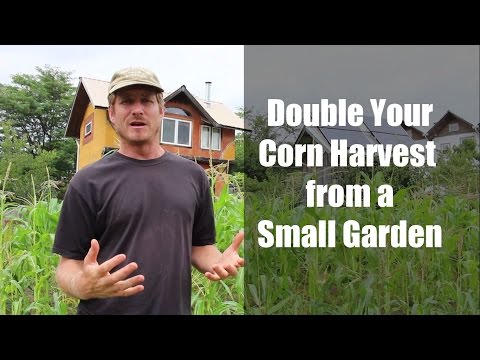DOUBLE Your Corn Harvest from a Small Garden with this TRICK