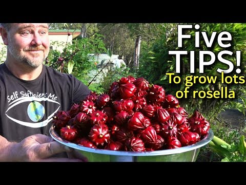 5 Tips How to Grow a Ton of Rosella in One Raised Garden Bed