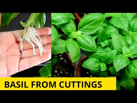 Grow basil from cuttings??
How to grow Basil At Home
