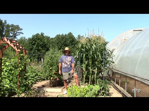 Growing Corn in Raised Beds -Tips and Suggestions