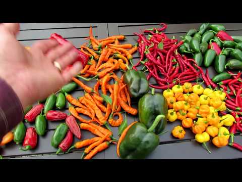 Harvesting 8 Varieties of Hot Peppers: Tips, Great Container Varieties & Seed Saving