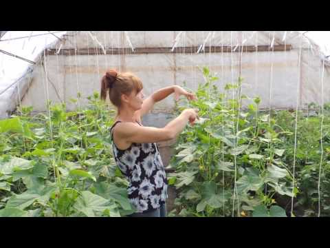 HOW TO PRUNE YOUR CUCUMBER PLANTS FOR BEST PRODUCTION.