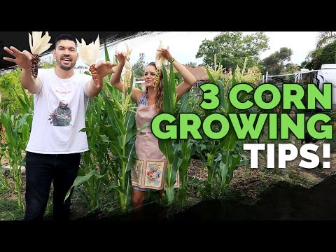 3 Epic Tips For Growing Corn!