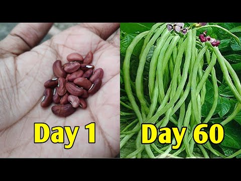 How To Grow Long Beans/Lubia/Borboti/Beans From Seed || IN HINDI ||