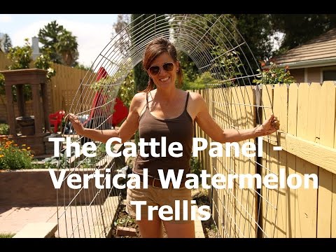 How to Make A Watermelon Garden Arch Trellis from a Cattle Panel