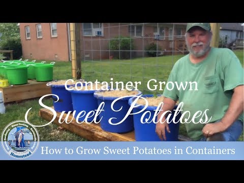 How To Grow Sweet Potatoes In Containers (Part 1 of 3)