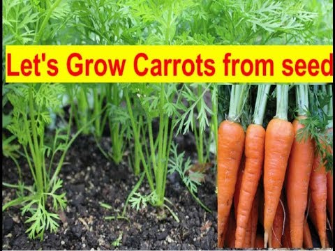 How to Grow carrots from seeds!!!