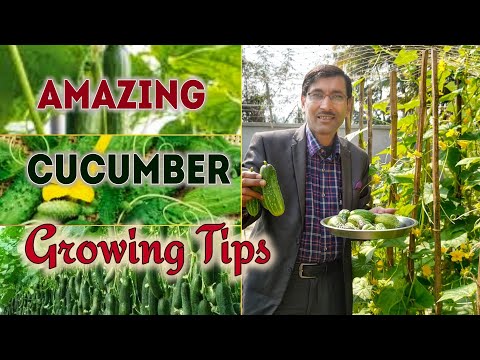 How to grow Cucumbers ?