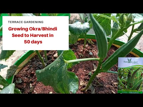 Easy way to Grow Okra/Bhindi in Terrace garden| Seed to Harvest in 50 days| seedbasket