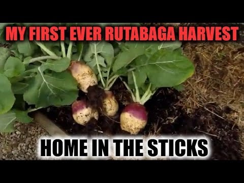 My First Ever Rutabaga Harvest | Home In The Sticks