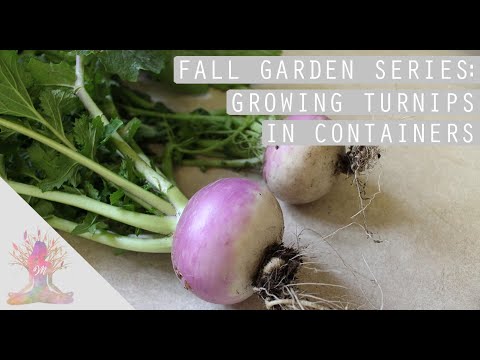 Growing Turnips in Containers | Fall Garden Series
