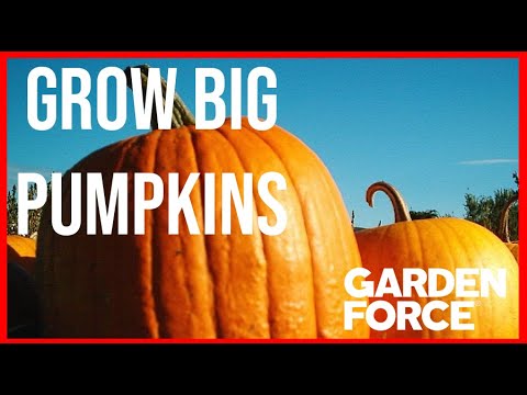 ??What You Need To Know When Growing Pumpkins - Grow Big Pumpkins
