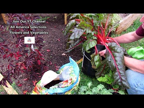 Grow Kale, Collards & Chard in 5 Gallon Containers: 10 Minutes to Plant for Season Long Leafy Greens