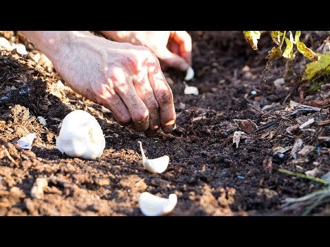 Planting Fall Garlic The Easy Way