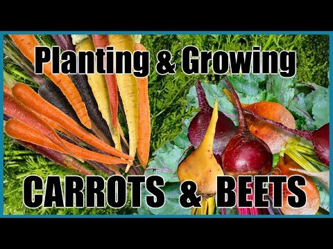 Planting & Growing Carrots and Beets (Cool Season Vegetables)