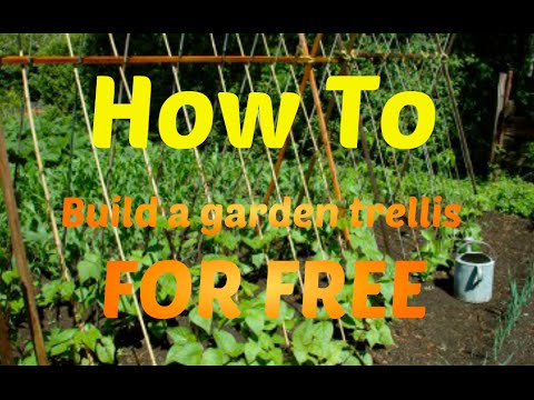 How To: Make A Garden Trellis for Beans or other vegetables for FREE