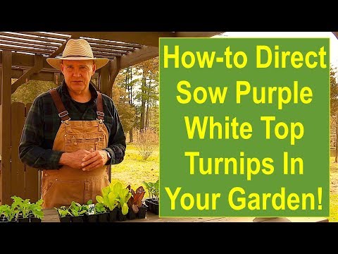 How to Direct-Sow Purple Top White Globe Turnips in Your Garden!