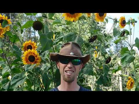 buckwheat cover crop, how to replenish rejuvenate your soil the cheap easy simple way