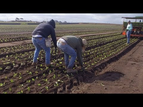 Netafim Sponsored - Farm to Fork #44 - Why Transplant Radicchio?