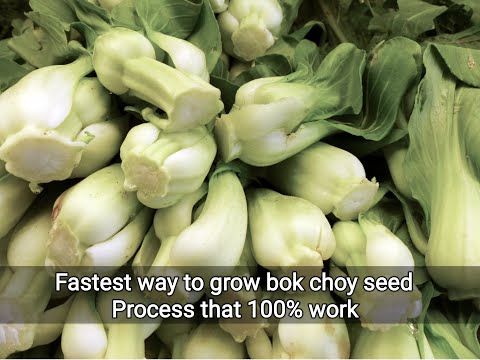 How to grow bok choy from seed,  Growing bok choy hydroponically