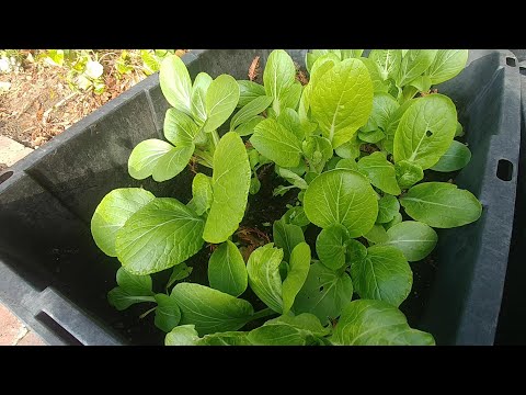 Growing Bok Choy from seeds (with actual results)