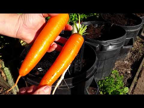 "Parsnip And Carrots Reveal" My Carrots Have Done Very Well In All The Containers (282)