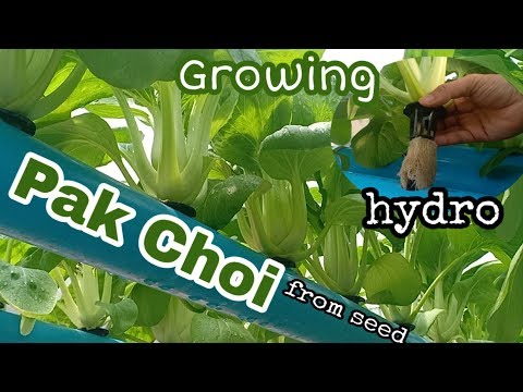 #Pak_Choi_Vegetable #Growing_Pak_Choi #Hydroponics