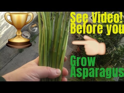 How to Grow Asparagus at home (DIY Planter Box)