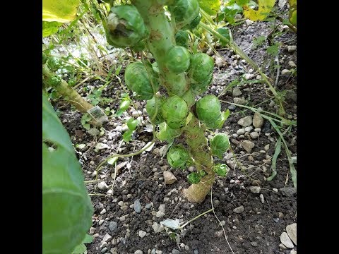 How to grow big Brussel Sprouts (the Harvest)