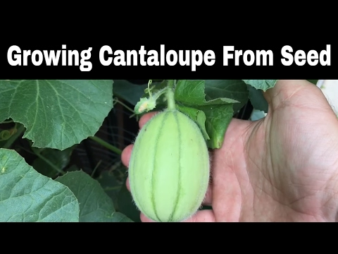 Growing Cantaloupes From Seed, Episode 2