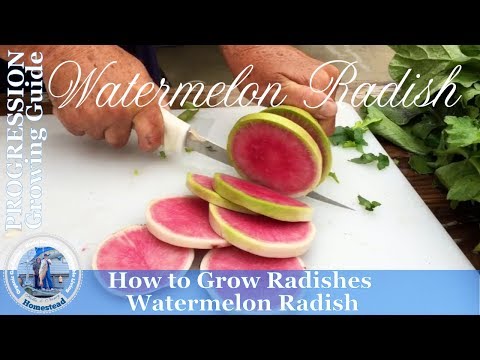 How to Grow Radishes  (PROGRESSION) Growing Guide - Watermelon Radish