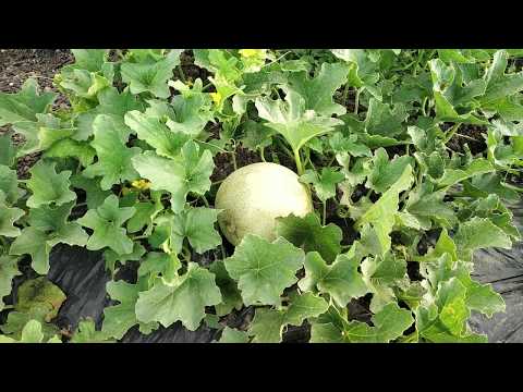 How to grow a melon / how to grow Cantaloupe at home / How to grow Muskmelons at home