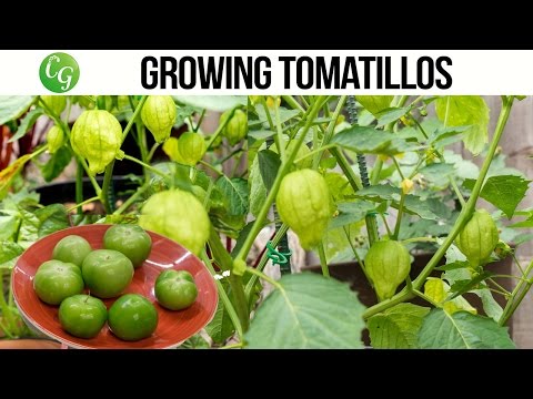 How to grow and harvest Tomatillo  + Chutney Recipe