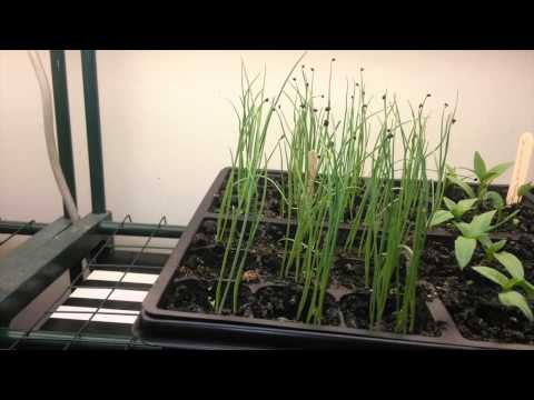 Growing shallots from seed