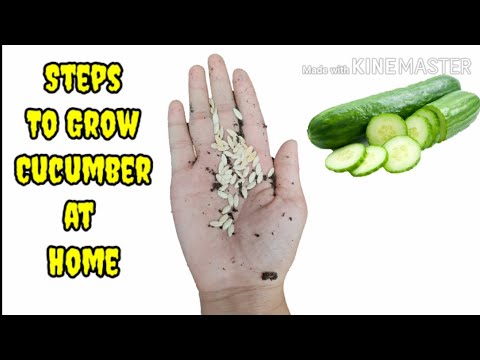 How To Grow Cucumber from Seeds