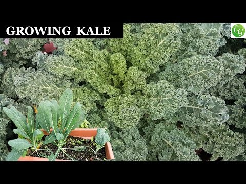Growing & Harvesting Kale - A Complete Guide To Grow The Best Kale In Your Garden