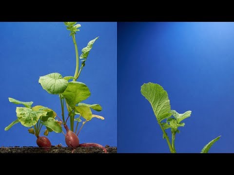 Radish Time-Lapse - 68 days | Soil cross section