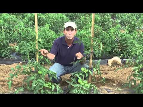 How to Grow Tomatoes: Staking