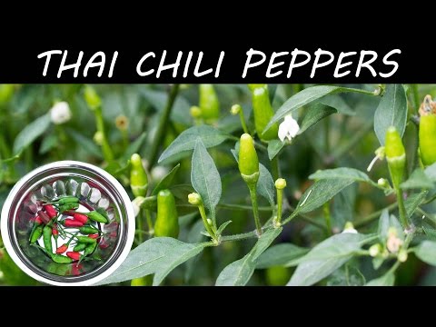 Growing Hot Thai Chili Peppers In Container - in 4K