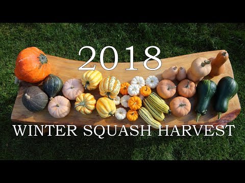 2018 Winter squash harvest - 11 varieties!