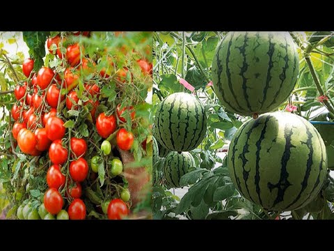 [EASY] How to Grow Watermelon & Tomatoes in Pot | in Containers