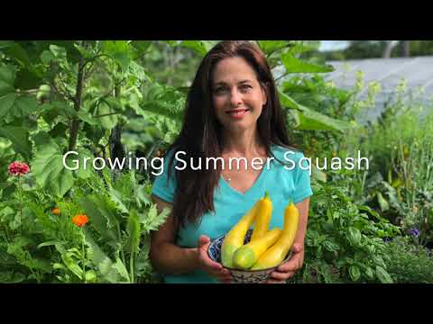 How to Grow Summer Squash: from seed to harvest