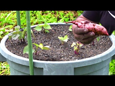 How to Grow Sweet Potato in Containers or Pots