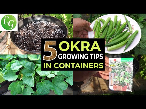 Top 5 Okra Growing Tips -  How to grow okra in containers and get LOTS of Okra - Baby Bubba Okra