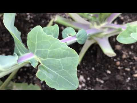 How to grow brussel sprouts from seed 11 weeks